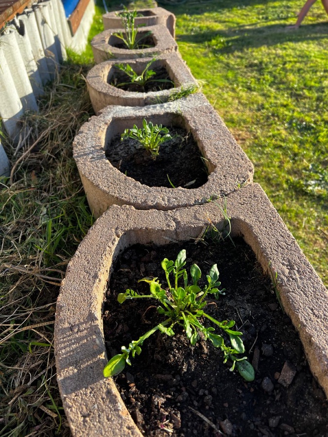 Young plants freshly planted in a landscaped garden border