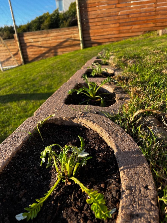A neat line of newly planted flowers after garden care